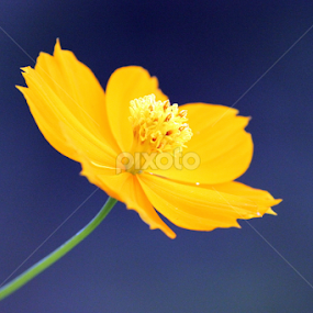 neon yellow by Arjun Madhav - Flowers Single Flower