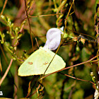 Cloudless Sulphur Butterfly (female)