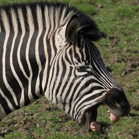 Laughing Zebra by Miriam Haas - Animals Other Mammals