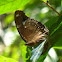 Great Eggfly