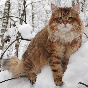 Siberian Cat Wallpapers.apk 1.0