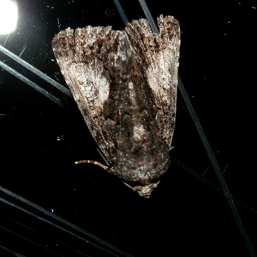 Epicyrtica Moth