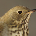 Hermit Thrush