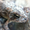 Oak Toad