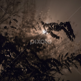 Lights in the fog by Alexandru Tunschi - City,  Street & Park Night