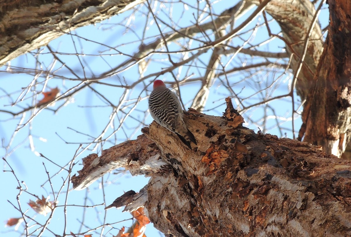 Red-Bellied Woodpecker