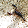 Scorpion & babies