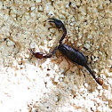 Scorpion & babies