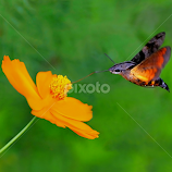 Macroglossum Insipida  by Leka Huie -  