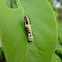 Common Mime caterpillar