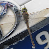 Australian Emperor Dragonfly