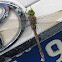 Australian Emperor Dragonfly