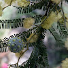 Silver wattle flower gall