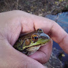 Green Frog