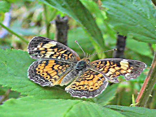Butterfly - Pearl Crescent
