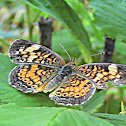 Butterfly - Pearl Crescent