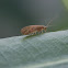 Brown Lacewing