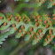 False bracken