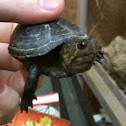 Mud Turtle