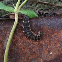 Firefly, larva