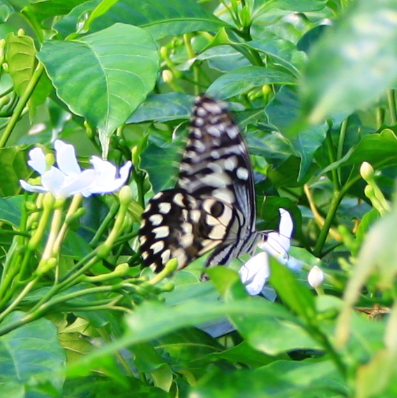 Lime Butterfly, Lime Swallowtail,  Chequered Swallowtail