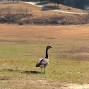 Canada goose