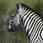 damara zebra