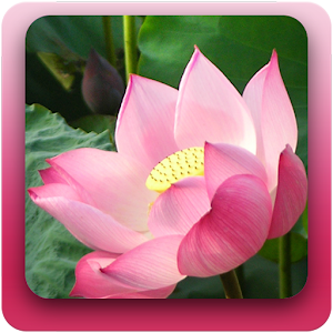Niem Phat Van Dap Kinh Phat.apk 1.1