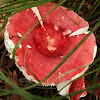 Russula rosacea