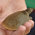 Spiny softshell turtle