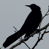 Boat-Tailed Grackle