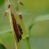 Butterfly Weed Seed