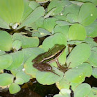 Common Greenback Frog
