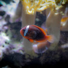 Cinnamon clownfish
