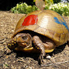 Three-toed box turtle (female)