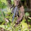 Slaty Skimmer dragonfly (old female)