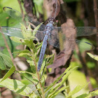 Slaty Skimmer dragonfly (old female)