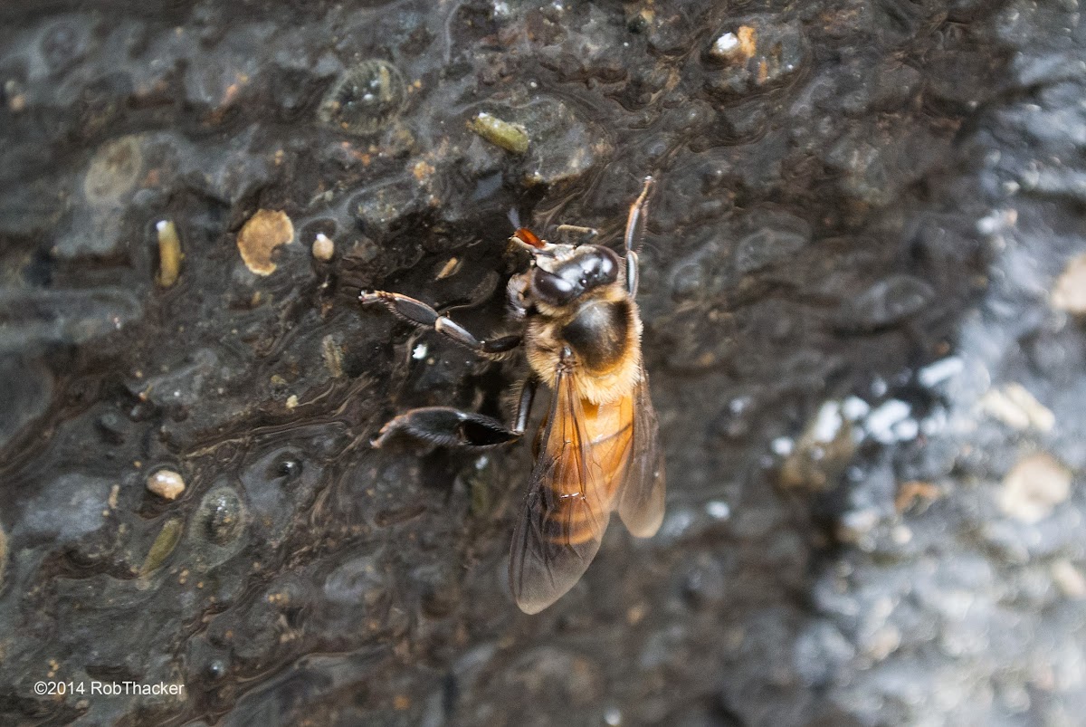 Giant Honey Bee, Rock Honeybee