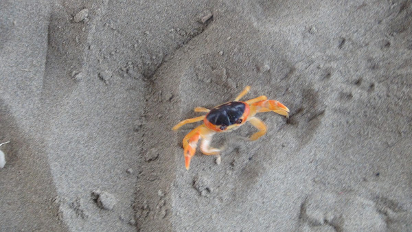 Blackback Land Crab Project Noah