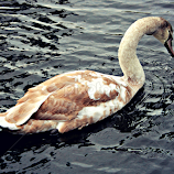 Almost White by Tamsin Carlisle -  