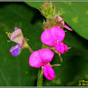 Tick Clover Plant