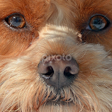 Cavapoo close up by Steven Liffmann -  