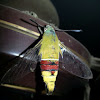 Bee Hawk Moth, Pellucid Hawk Moth