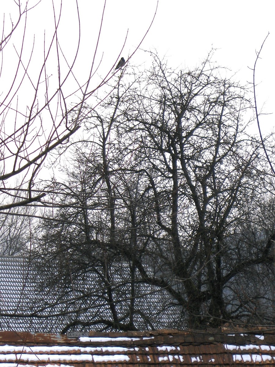 Hooded Crow/Siva vrana