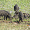 Wild Boar