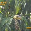 Common iora