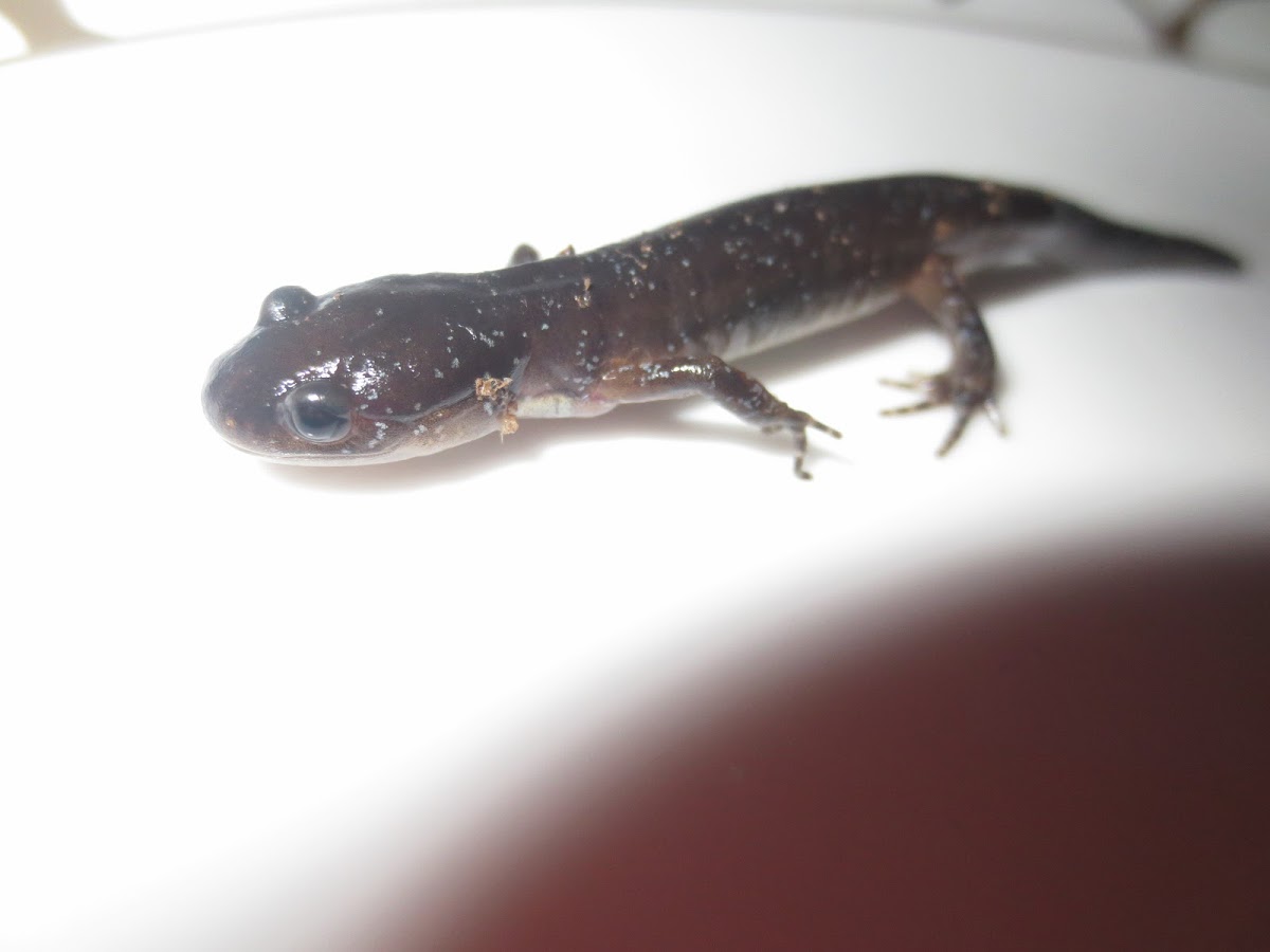 Blue -Spotted Salamander
