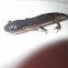 Blue -Spotted Salamander
