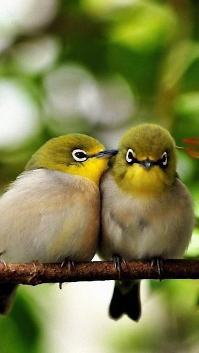 【免費個人化App】Birds Wallpapers for WhatsApp-APP點子