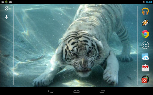 Underwater Tiger